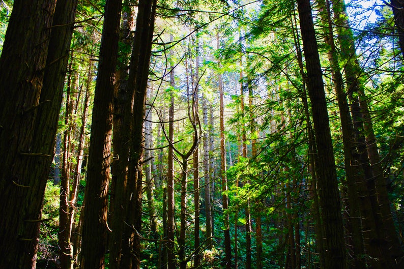 Warm Forest woodsy wanderer perfume image 0