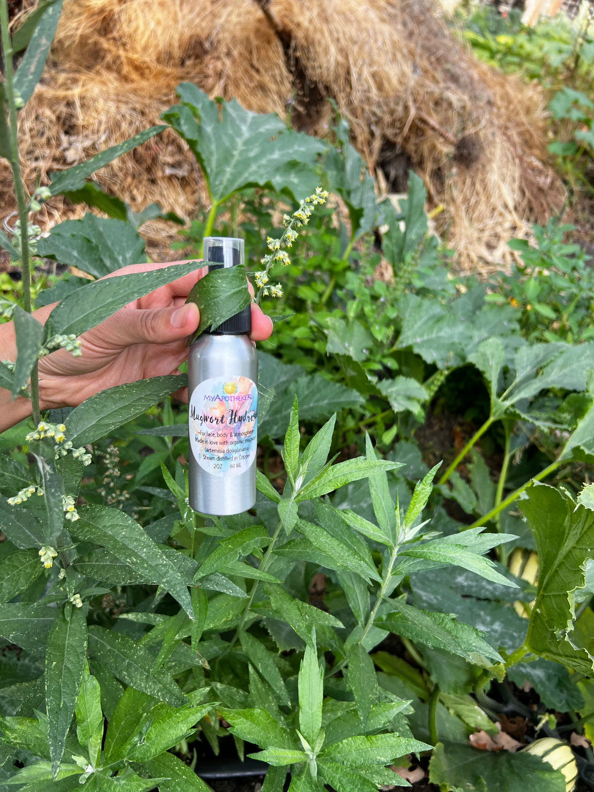 Mugwort Hydrosol