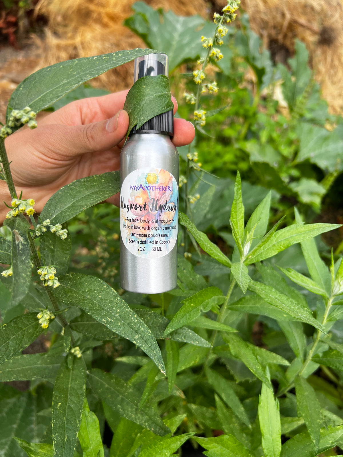 Mugwort Hydrosol