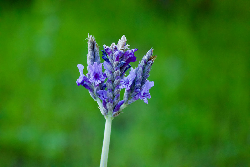 Lavish Lavender Lip balm image 1
