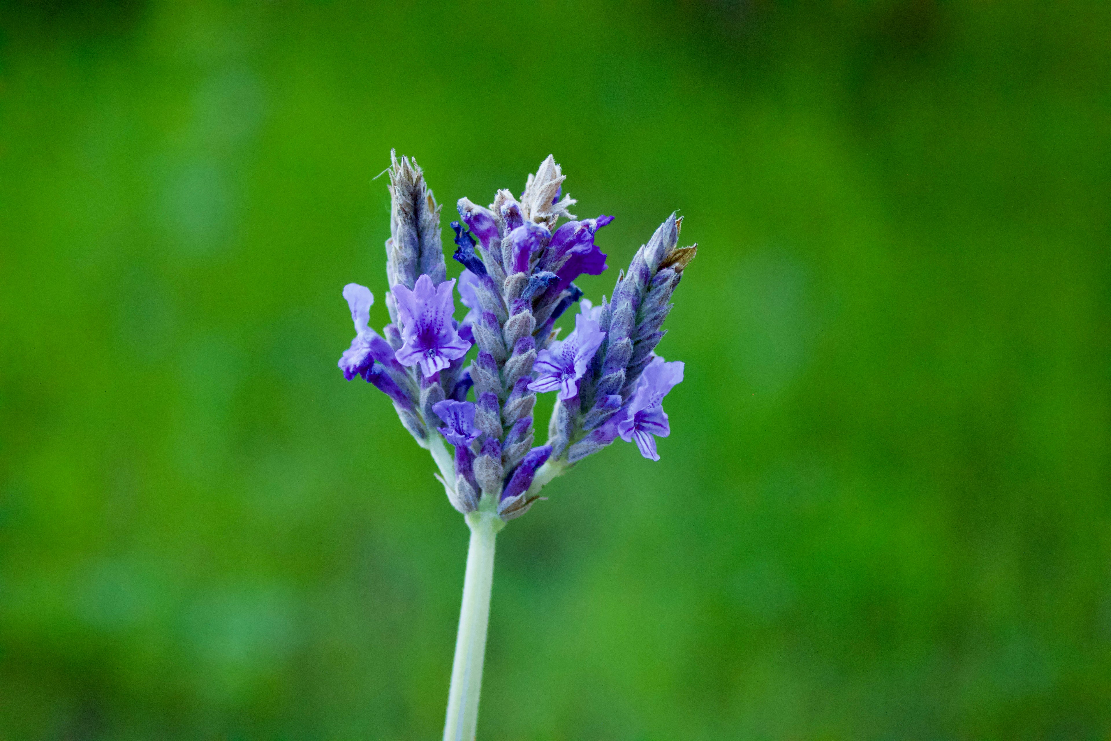 Lavish Lavender Lip balm image 1