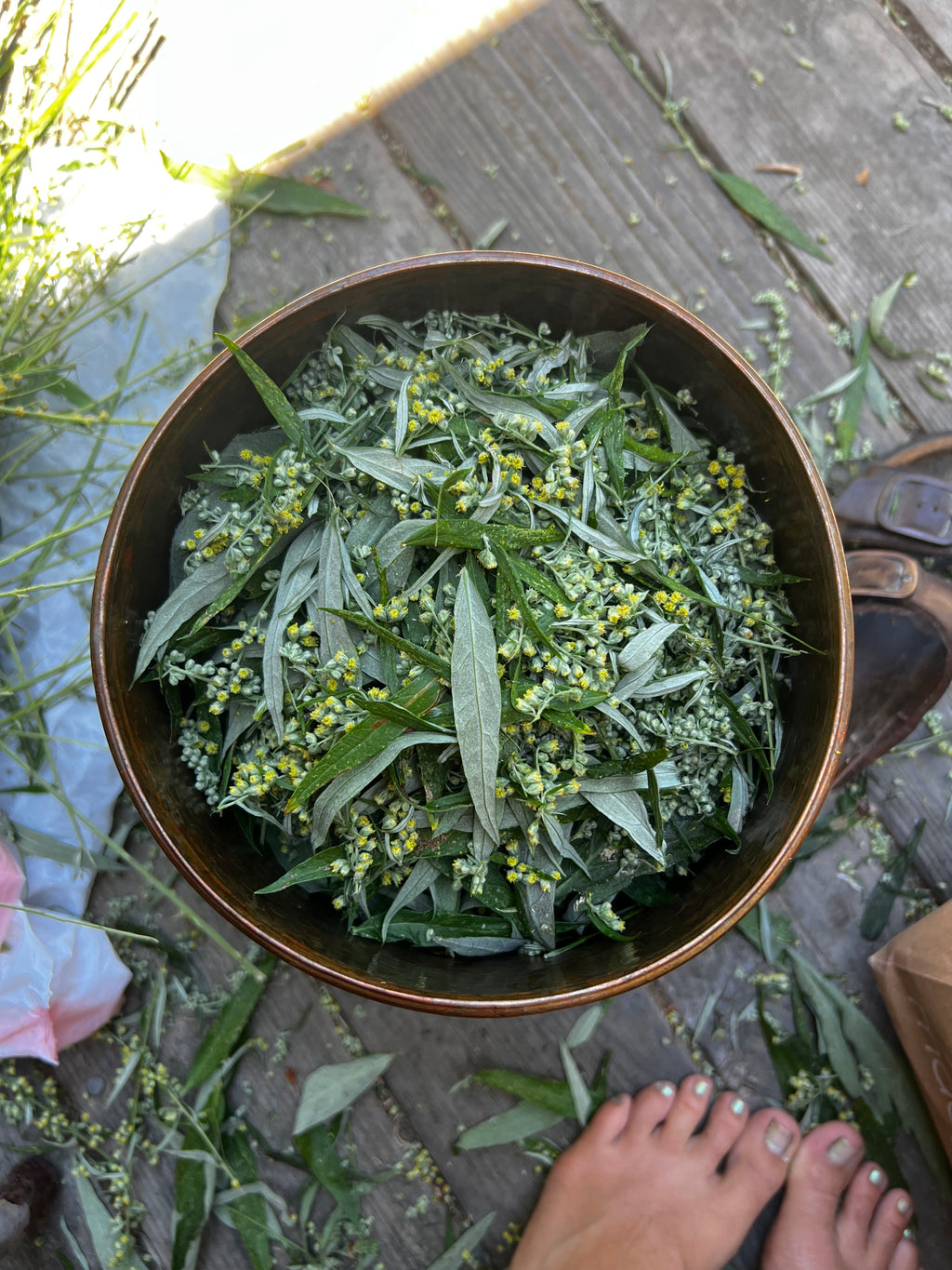 Mugwort Hydrosol