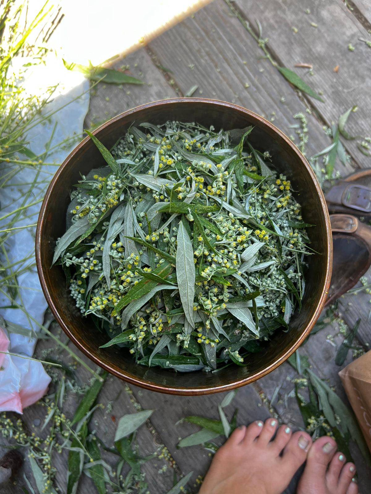 Mugwort Hydrosol