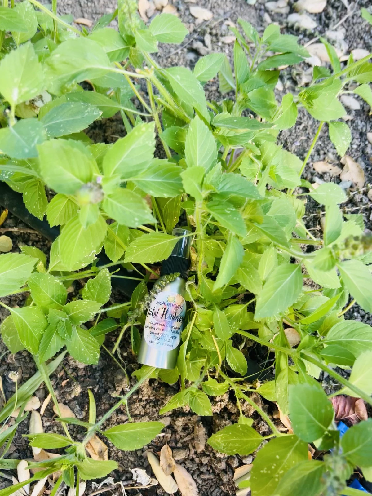 Tulsi Hydrosol